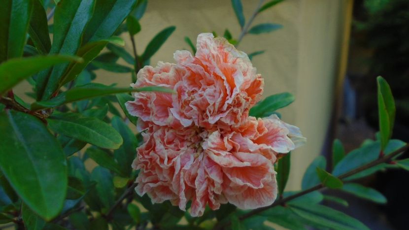 Punica granatum cv. Lagrelliae - r Vara 2020-2021-2022-2023