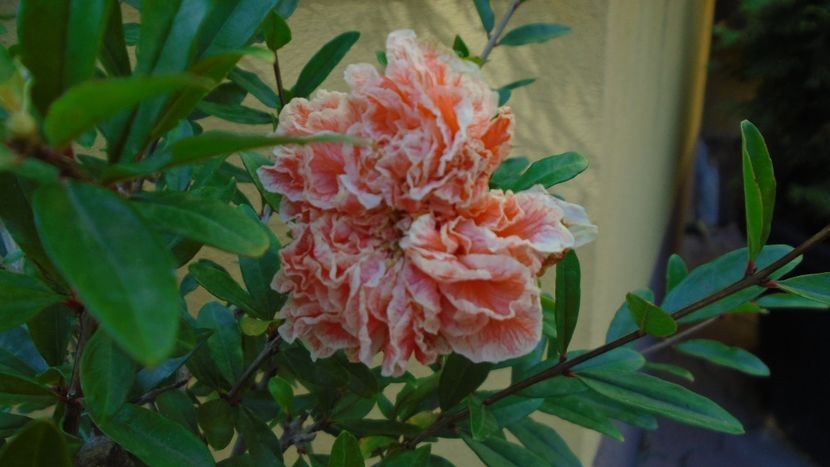 Punica granatum cv. Lagrelliae - r Vara 2020-2021-2022-2023