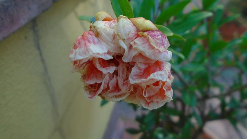 Punica granatum cv. Lagrelliae - r Vara 2020-2021-2022-2023