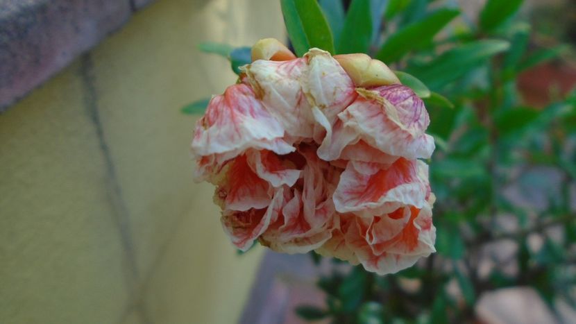 Punica granatum cv. Lagrelliae - r Vara 2020-2021-2022-2023