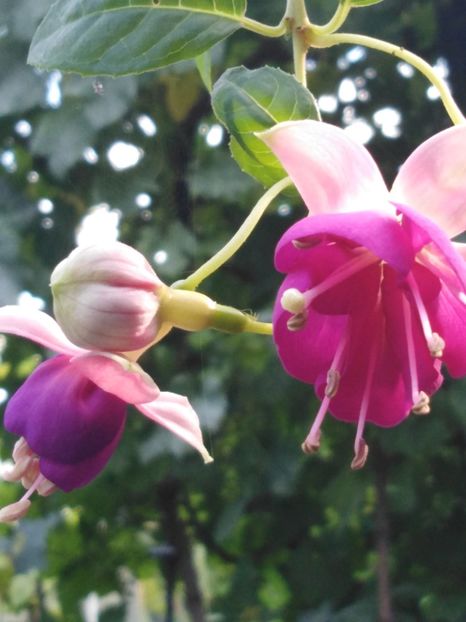 Pink ballet girl - My Fuchsia Collection