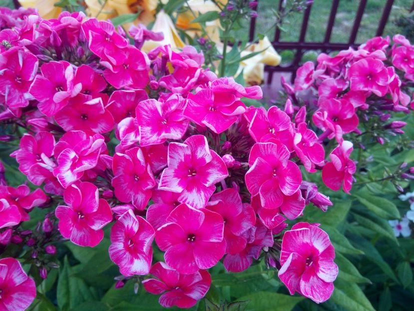  - 0- PHLOX - ECHINACEA- RUDBECKIA- si alte perene