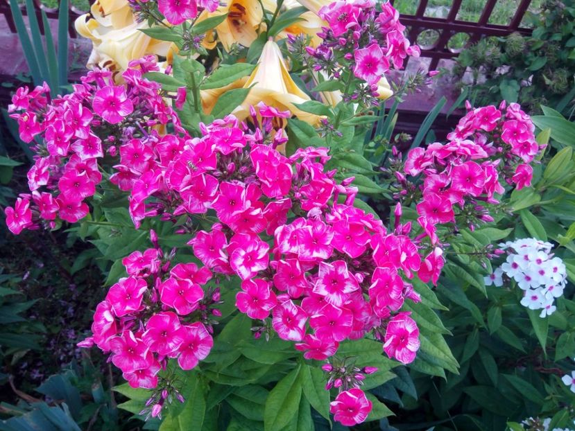  - 0- PHLOX - ECHINACEA- RUDBECKIA- si alte perene