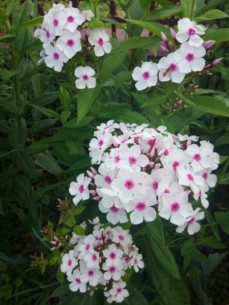  - 0- PHLOX - ECHINACEA- RUDBECKIA- si alte perene