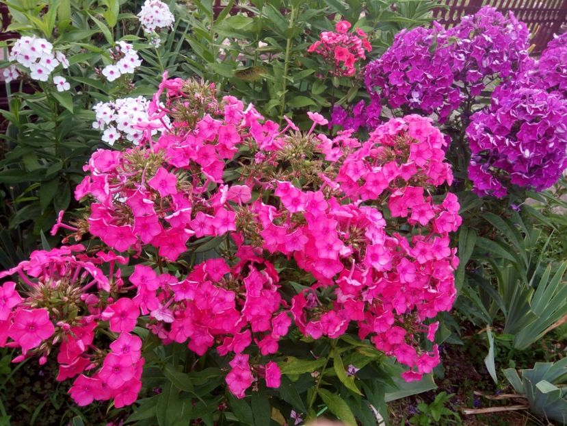  - 0- PHLOX - ECHINACEA- RUDBECKIA- si alte perene