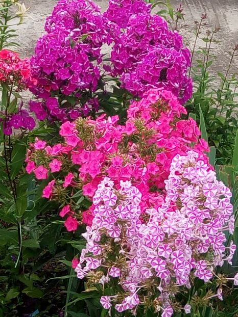  - 0- PHLOX - ECHINACEA- RUDBECKIA- si alte perene