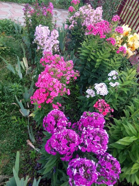  - 0- PHLOX - ECHINACEA- RUDBECKIA- si alte perene