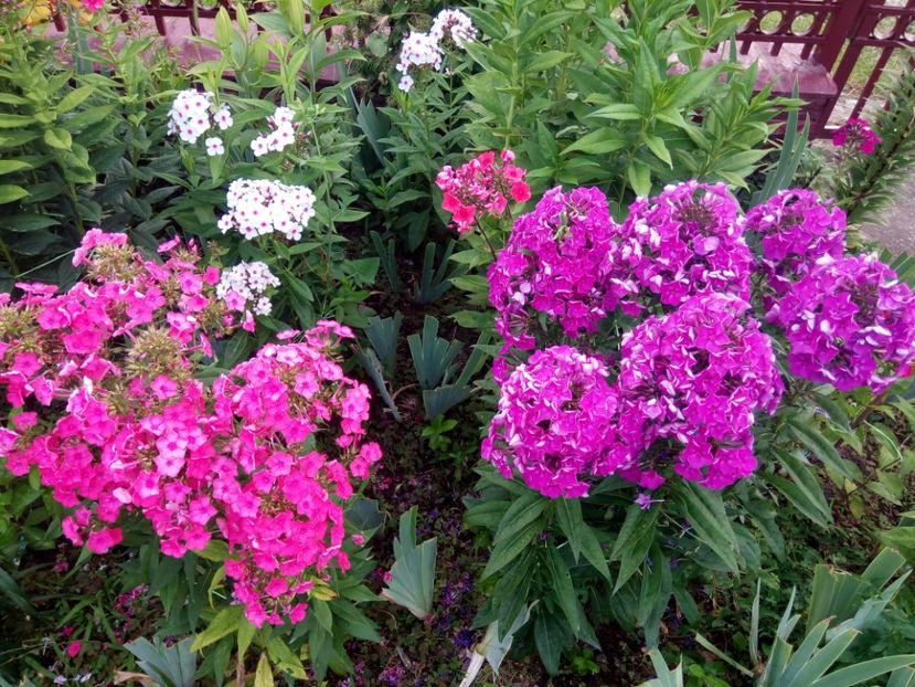  - 0- PHLOX - ECHINACEA- RUDBECKIA- si alte perene