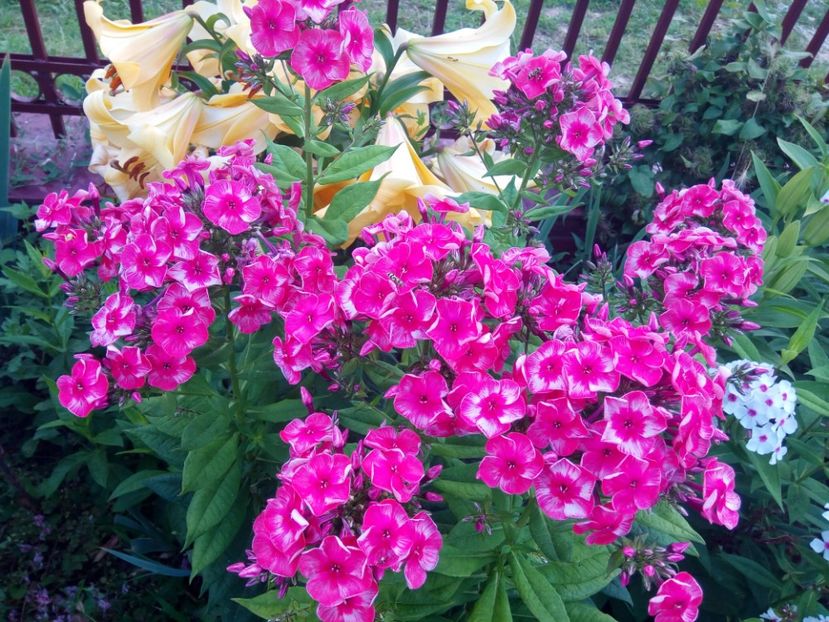  - 0- PHLOX - ECHINACEA- RUDBECKIA- si alte perene