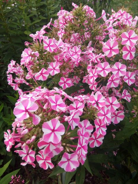  - 0- PHLOX - ECHINACEA- RUDBECKIA- si alte perene