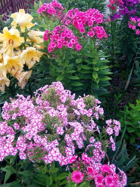  - 0- PHLOX - ECHINACEA- RUDBECKIA- si alte perene