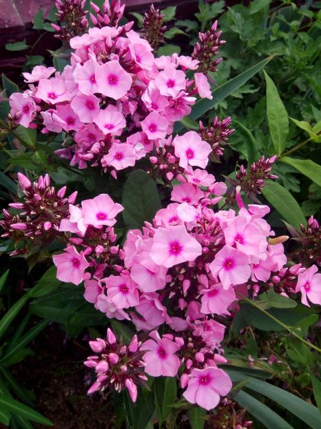  - 0- PHLOX - ECHINACEA- RUDBECKIA- si alte perene
