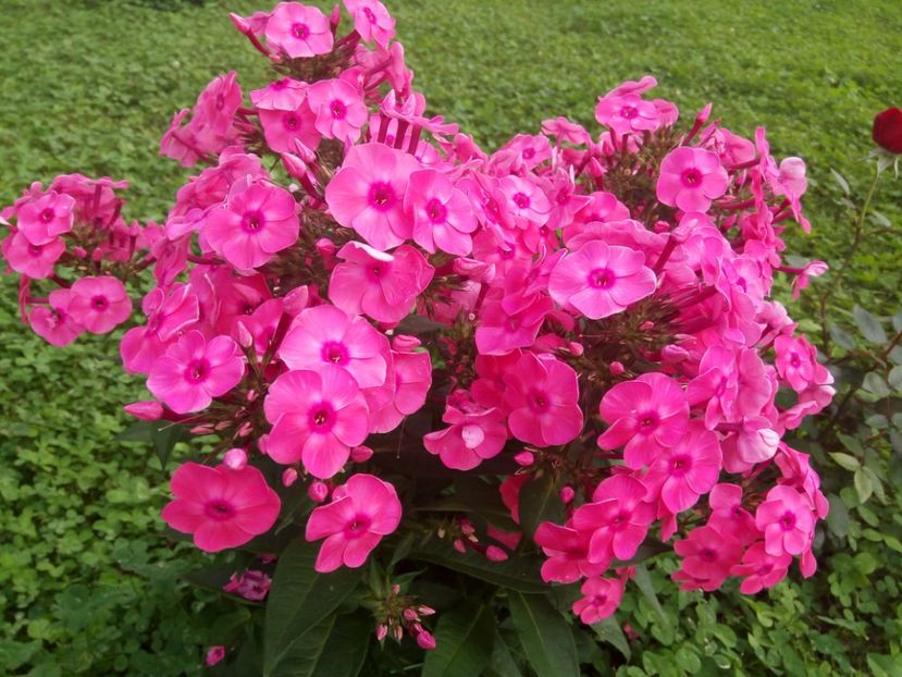 - 0- PHLOX - ECHINACEA- RUDBECKIA- si alte perene