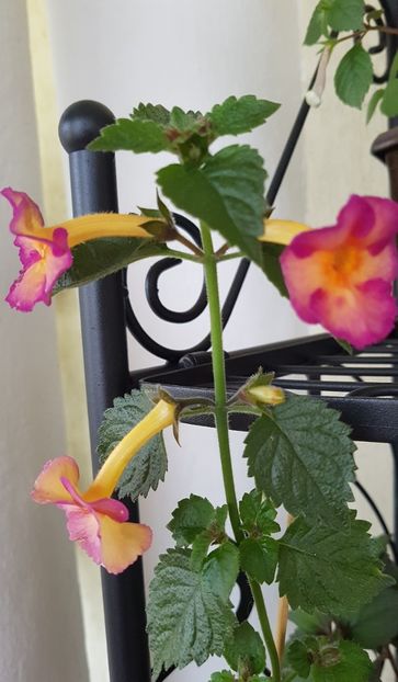 Dark Sun - Achimenes 2020