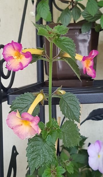 Dark Sun - Achimenes 2020