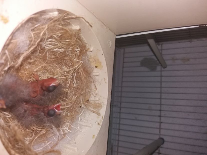  - pui hibrizi petrusi 2020