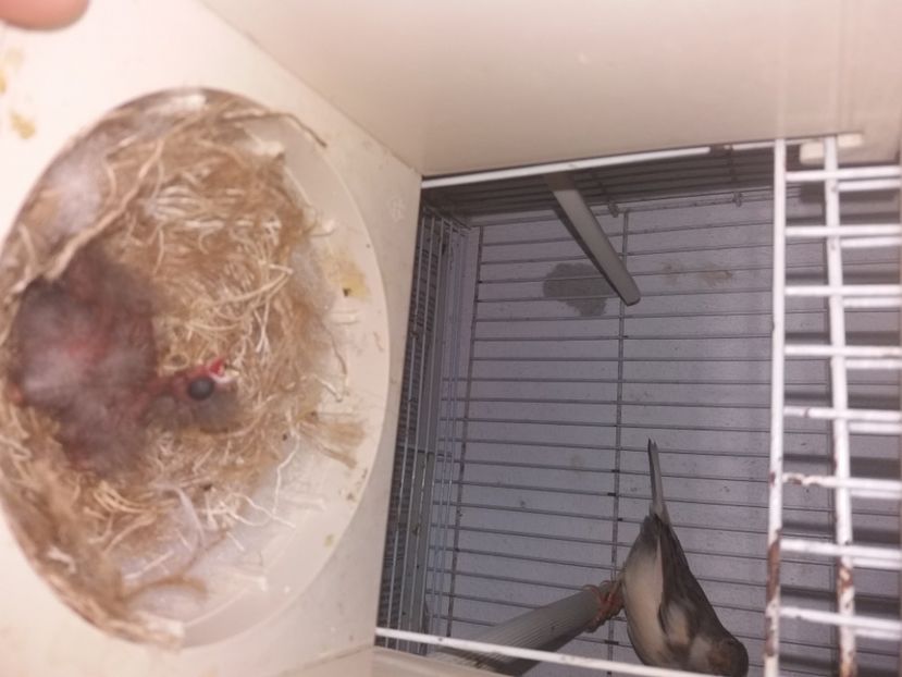  - pui hibrizi petrusi 2020