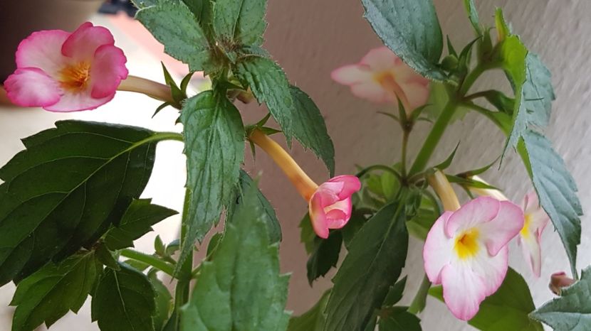 Ivory Blush - Achimenes 2020