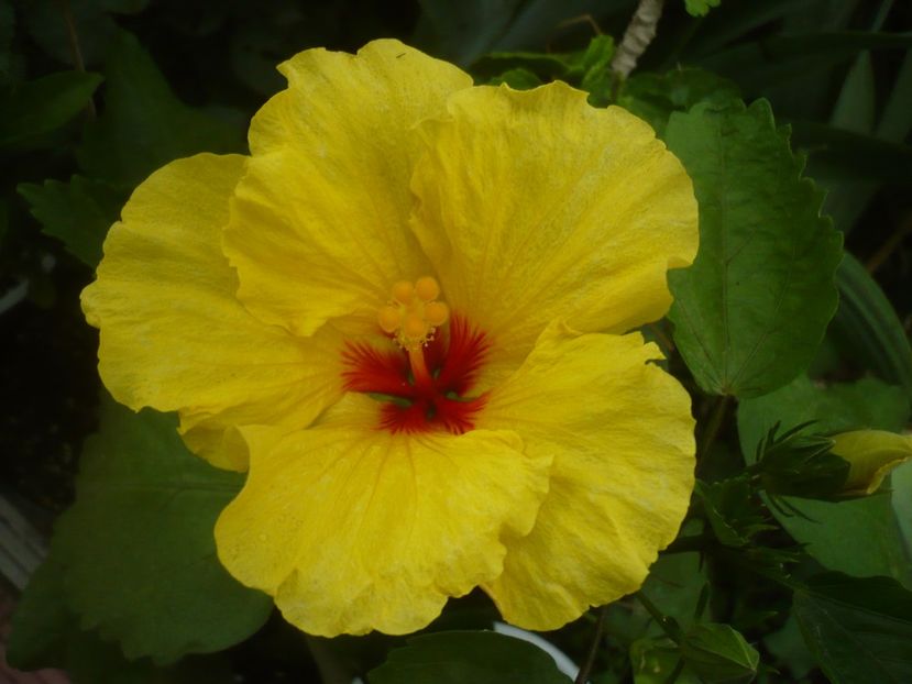 07.07.2020 - HIBISCUSI 2020-1