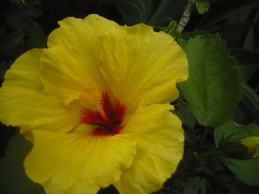 P1440768 - HIBISCUSI 2020-1