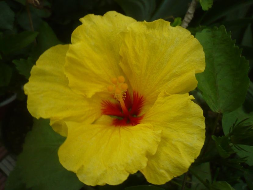 P1440769 - HIBISCUSI 2020-1