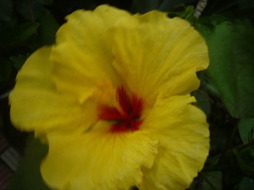 P1440770 - HIBISCUSI 2020-1