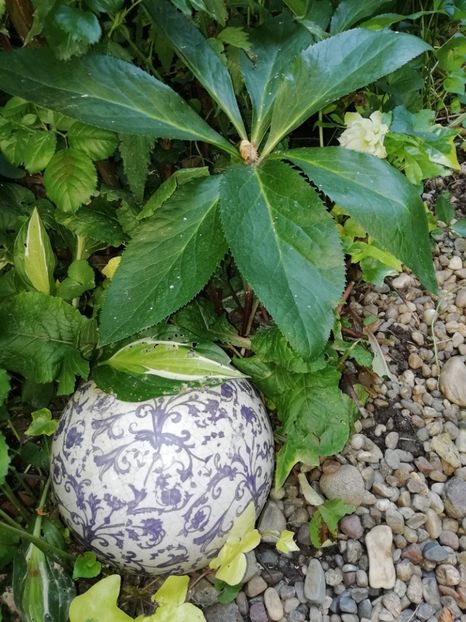 06.07.2020 - Grădina 2020 continuare 1