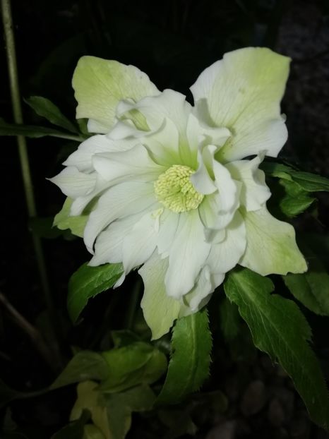  - Grădina 2020 continuare 1