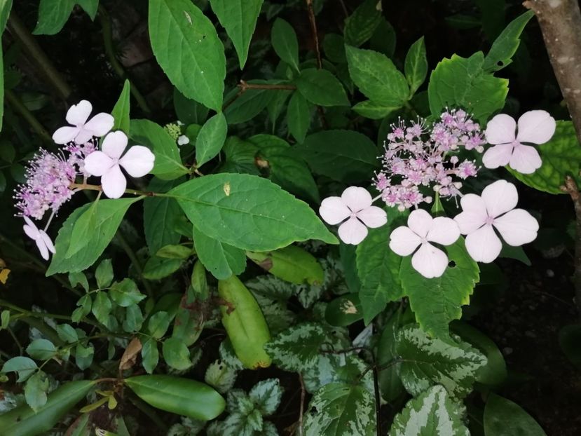  - Grădina 2020 continuare 1