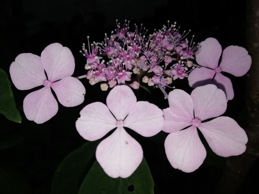  - Grădina 2020 continuare 1