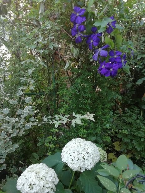  - Grădina 2020 continuare 1