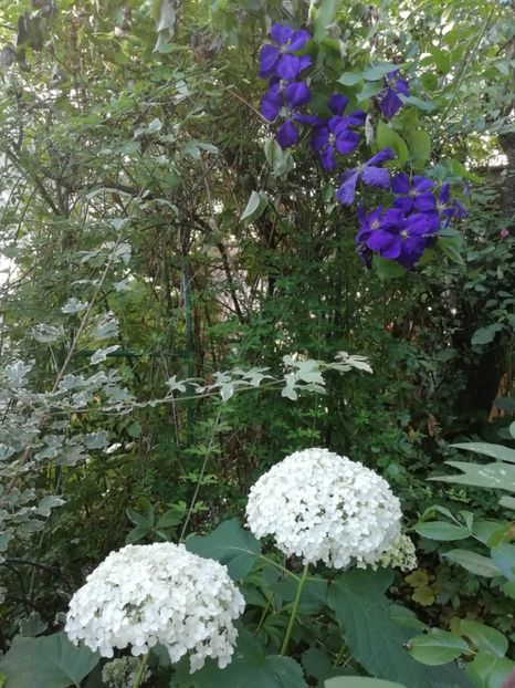  - Grădina 2020 continuare 1