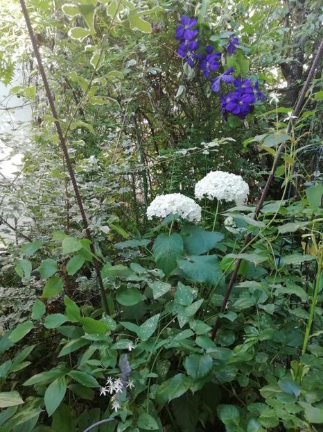  - Grădina 2020 continuare 1