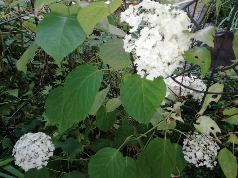  - Grădina 2020 continuare 1