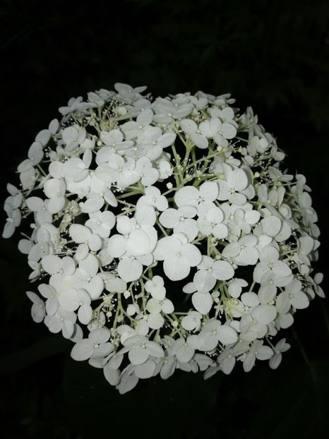  - Grădina 2020 continuare 1