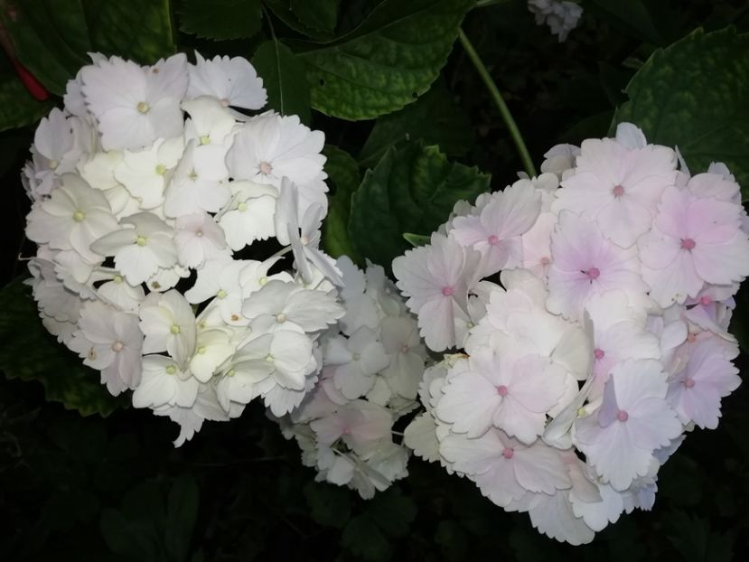  - Grădina 2020 continuare 1