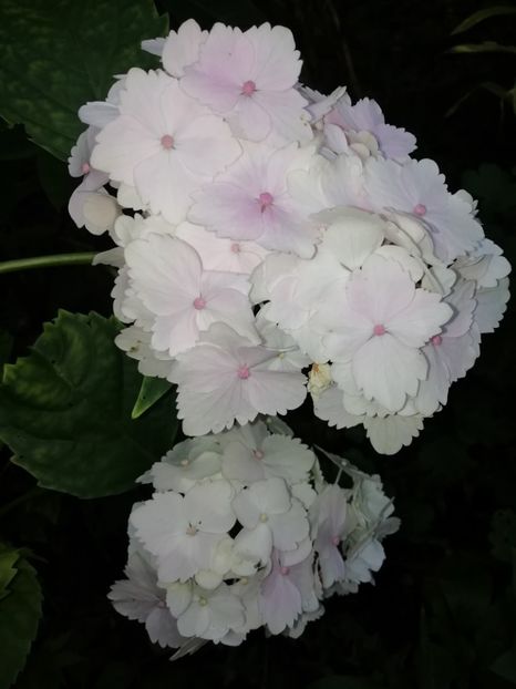  - Grădina 2020 continuare 1