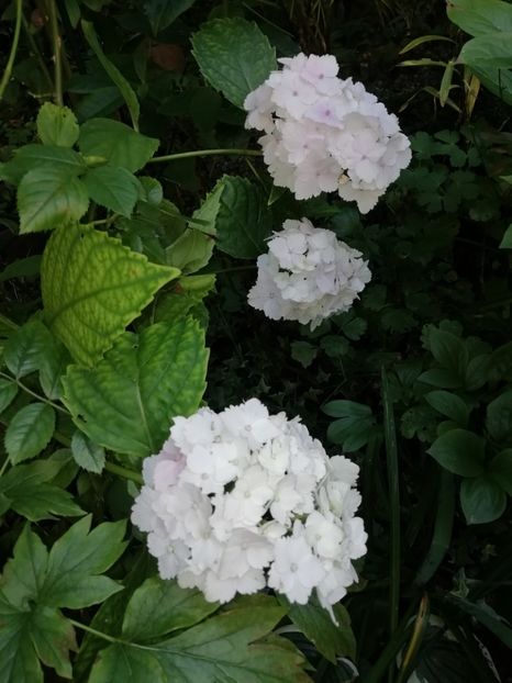  - Grădina 2020 continuare 1