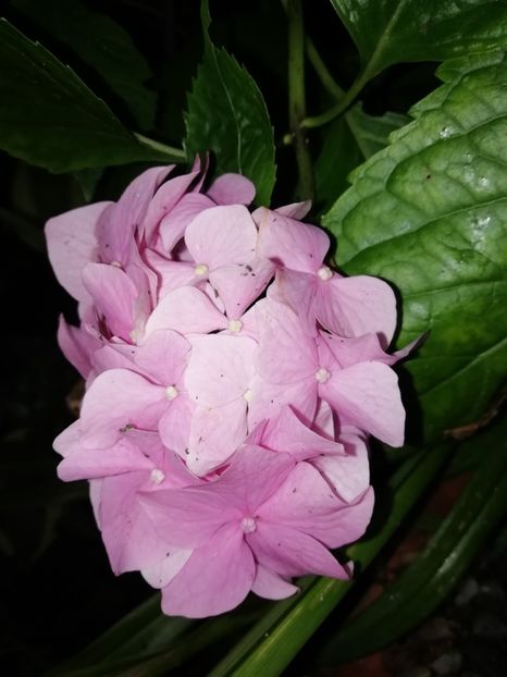  - Grădina 2020 continuare 1