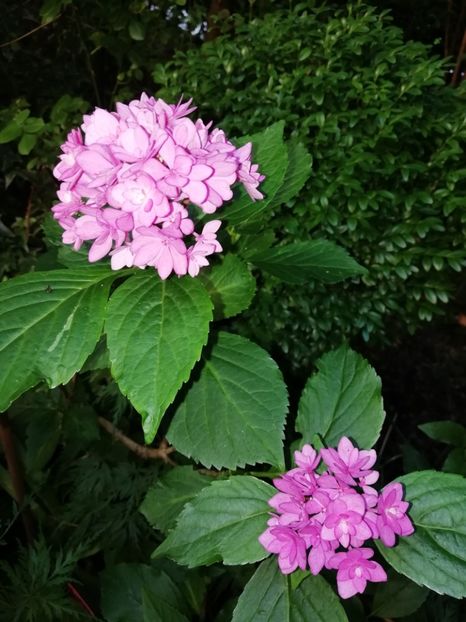  - Grădina 2020 continuare 1