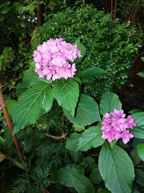  - Grădina 2020 continuare 1