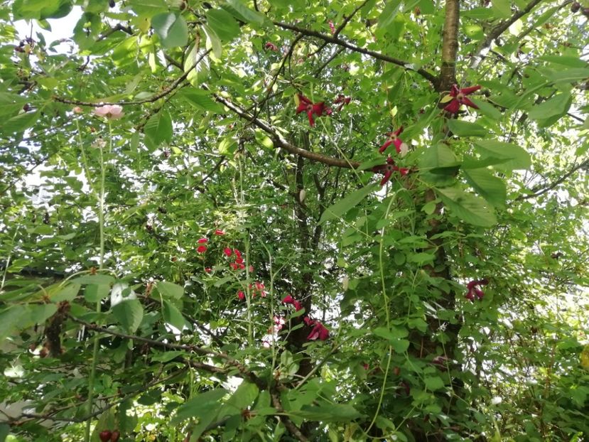  - Grădina 2020 continuare 1