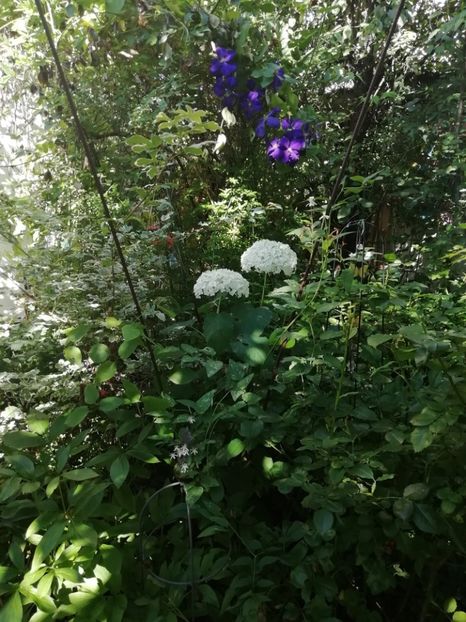  - Grădina 2020 continuare 1