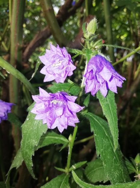  - Grădina 2020 continuare 1