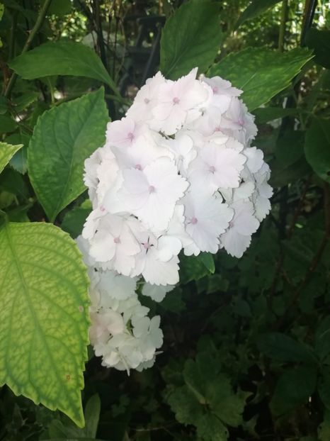  - Grădina 2020 continuare 1