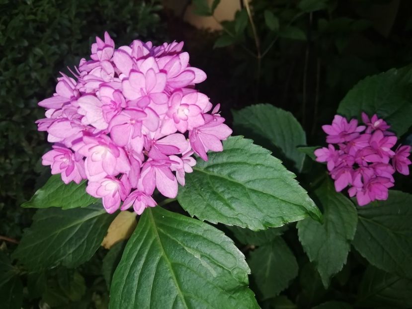  - Grădina 2020 continuare 1