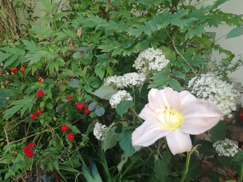  - Grădina 2020 continuare 1