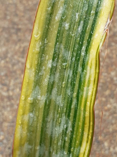  - Sansevieria