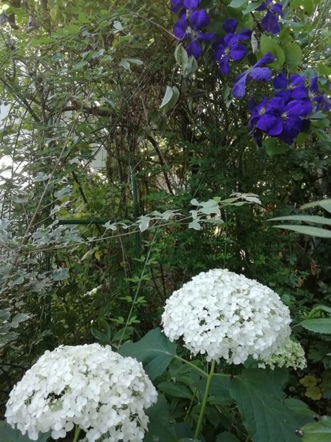  - Grădina 2020 continuare 1