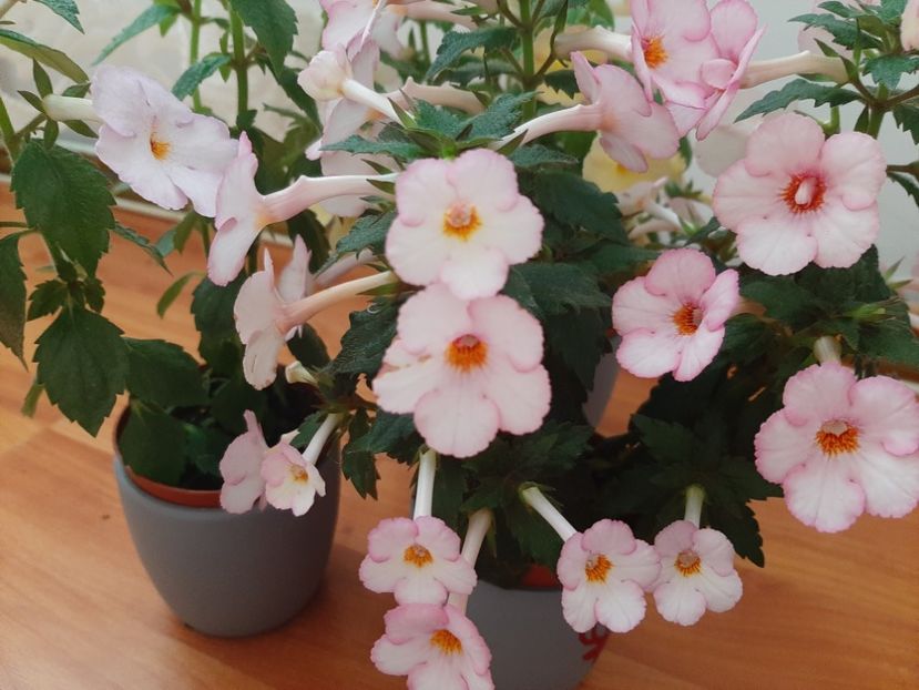  - achimenes-primele incercari